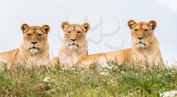 Three female lions resting in the fresh grasss