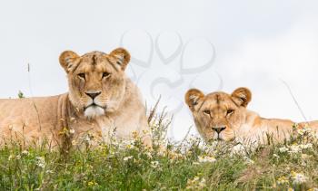 Two female lions resting in the fresh grasss