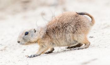 Black-Tailed prairie dog in it's natural habitat, close-up