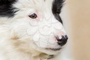 Small Border Collie puppy on a farm, brown eyed
