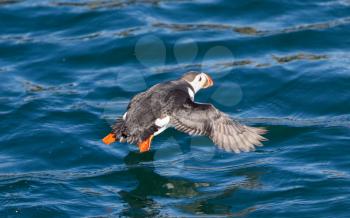 Atlantic Puffin (Fratercula arctica) flying low above water - Iceland