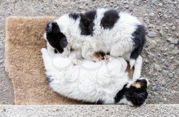 Two Border Collie puppies sleeping on a farm