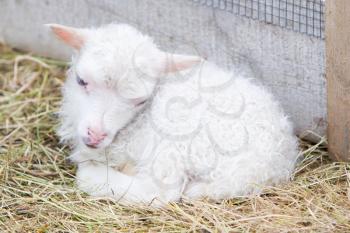 Little newborn lamb resting on the grass - Iceland