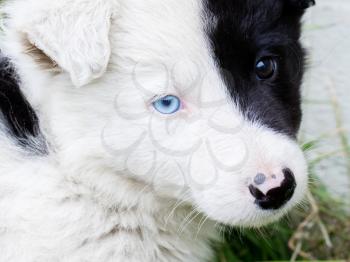 Border Collie puppy on a farm, one blue eye