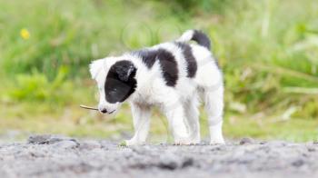 Blue eyed Border Collie puppy on a farm, playing with a small stick