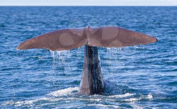 Tail of a Sperm Whale diving, west of Iceland