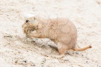 Black-Tailed prairie dog in it's natural habitat, gathering nesting material