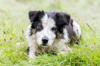 Playful Border collie lying in the wet grass