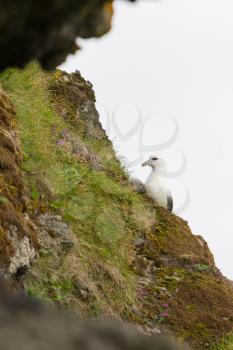Fulmar, Fulmarus glacialis, single bird on a high cliff