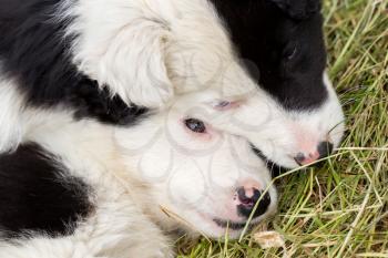 Two Border Collie puppies sleeping on a farm, one with blue eye
