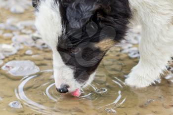 Small Border Collie puppy on a farm, brown eyed, drinking from a pool
