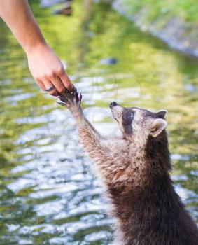 Adult racoon begging for food, water background