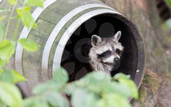 Adult racoon in a barrel, resting but still alert