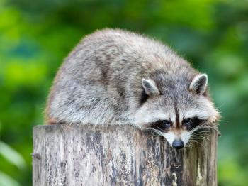 Adult racoon on a tree looking down