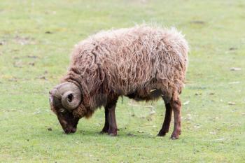 Brown Icelandic sheep with curled horns in grassland