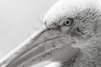 Pelican big bird head macro, black and white image