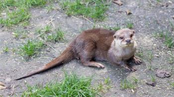 Otter is playing in the grass, Holland