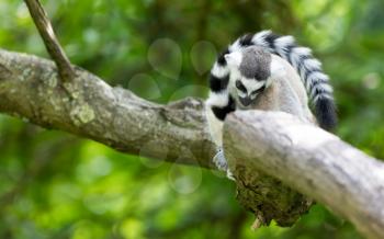 Ring-tailed lemur (Lemur catta) resting in a tree