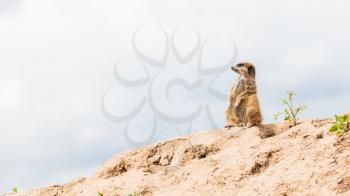 Suricata suricatta (Meerkat) guarding under a grey sky