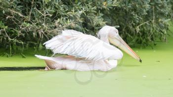Swimming pelican in dirty water, selective focus
