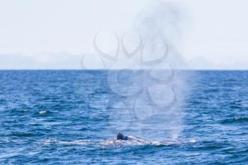 Blowout of a large Sperm Whale near Iceland (Atlantic ocean)