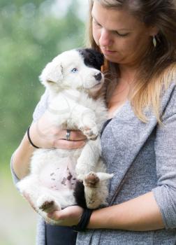 Small Border Collie puppy with blue eye in the arms of a woman, rain background