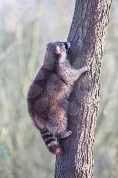 Raccoon up a tree, selective focus, winter