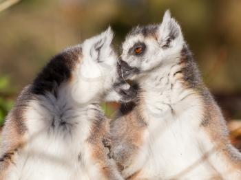 Ring-tailed lemur (Lemur catta), couple, enjoying the winter sun
