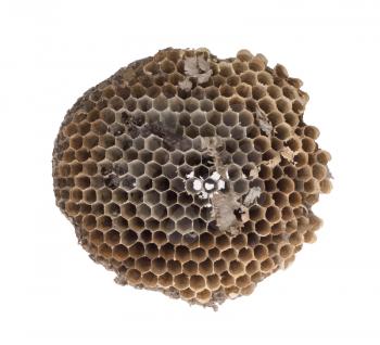 Old honeycomb isolated on a white background