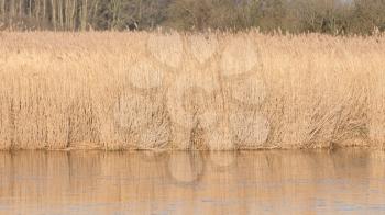 Reeds at a lake in Holland, winter