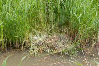 Nest of a pair of cygnets, breeding season, feathers of the young ones