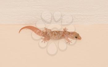 Small lizard in a house in Greece - Selective focus