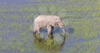 Elephant crossing water in the Okavango delta (Botswana), aerial shot