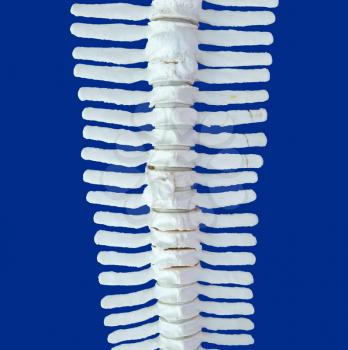 Spine of a dolphin, isolated over blue background