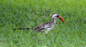 Red billed hornbill (Tockus erythrorhynchus) on the ground