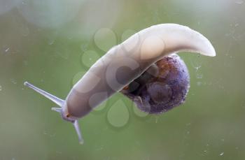 Common garden snail underside view - Ditry glass window - Selective focus