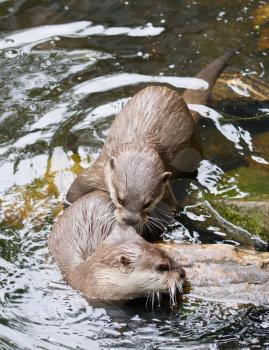 Affectionate otters, wild animals bonding, animal love and affection