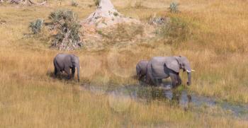 Elephants crossing water in the Okavango delta (Botswana), aerial shot