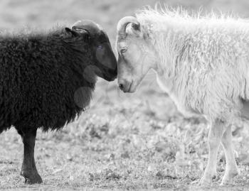 Black and white Icelandic sheep on pasture -  Concent of love or racism