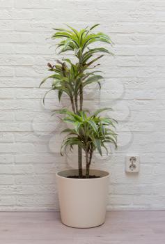 Large plant next to a white brick wall