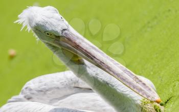 Pink-backed Pelican - Pelecanus rufescens - Selective focus