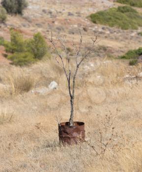 Greek nature landscape, dead olive tree, metal barrel