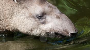 Profile portrait of south American tapir (Tapirus terrestris) in the water