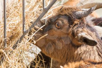 Brown goat eating hay - Selective focus on the eye