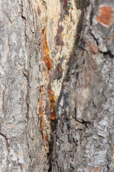 Resin on tree trunk - Selective focus on the middle