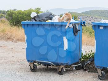 Garbage container in Greece - Cat scavenging for food