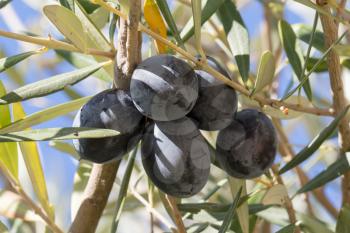 Black olives in a tree in Greece