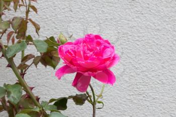 Pink rose bushes in front of an old wall