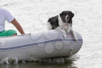 Dog on the bow of a small boat - Selective focus