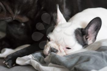French bulldog puppy sleeping with an adult one, selective focus